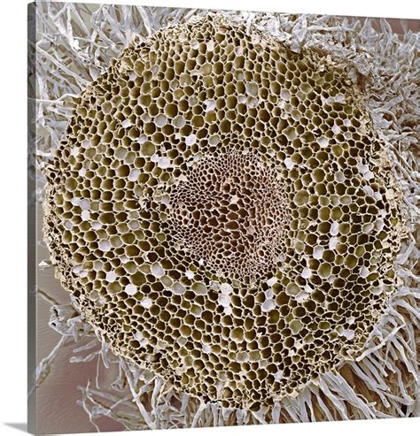 dicotyledon root sem great big canvas