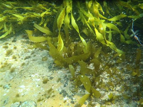 How Seaweed ‘sex Is Restoring Underwater Environments Sims