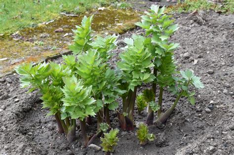 Gartenpflanzen 3 Tipps zum Anbau und zur Pflege von Liebstöckel