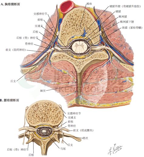 神经解剖学 脊柱、脊髓的解剖腾讯新闻