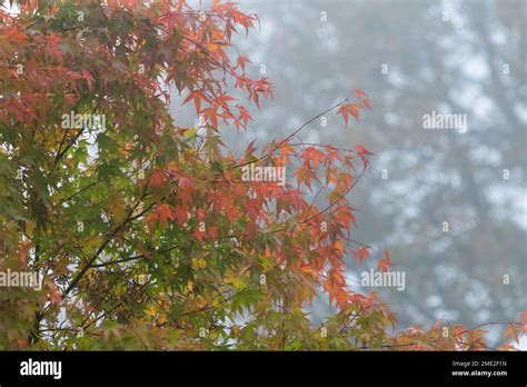 An Acer Tree Japanese Maple In The Autumn Fall The Leaves Are