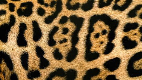 Amur Leopard Photos, Download The BEST Free Amur Leopard Stock Photos ...