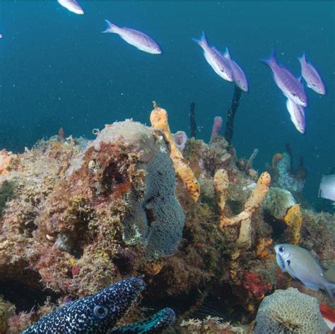 Importancia ecológica del arrecife de coral Issuu