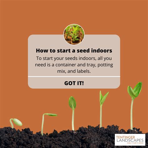 Germinating Seeds Indoors – Tentinger Landscapes