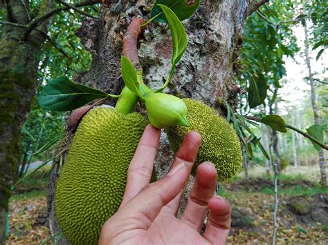 Jackfruit flower | Jackfruit flower, Jackfruit, Plant species