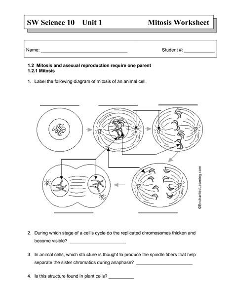 Worksheet For Khan Academy Phases Of Mitosis