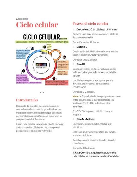 Ciclo Celular Oncolog A Cielo Cruz Udocz