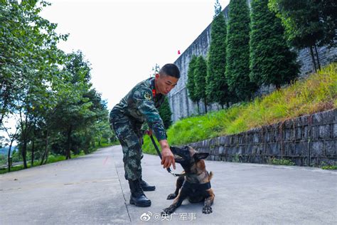 不想和你说再见！老兵退伍军犬咬着行李挽留 财经头条