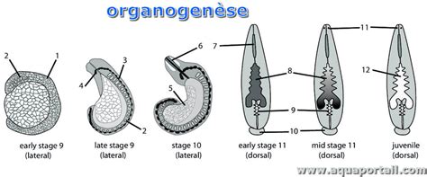 Organogenèse définition et explications