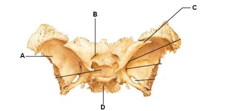 Superior View Of Sphenoid Bone Diagram Quizlet