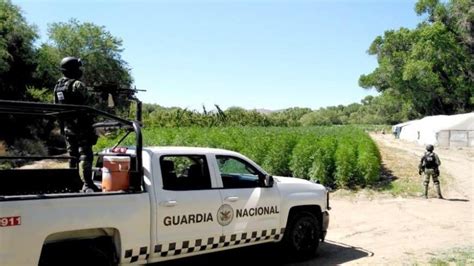 Localizan Plant O Y Invernaderos De Marihuana En Muris Sonora