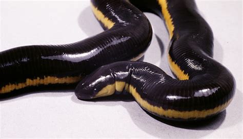 Genus Ichthyophis · iNaturalist.org