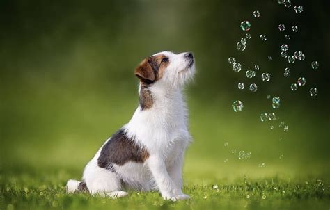 Dog, bubbles, Jack Russell Terrier for HD wallpaper | Pxfuel