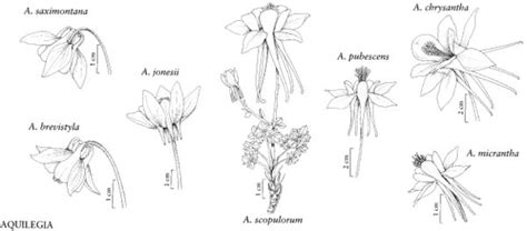 Aquilegia - FNA