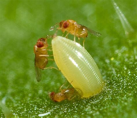 Advantages Of Biological Control Biological Controls The Ultimate Form Of Natural Pest