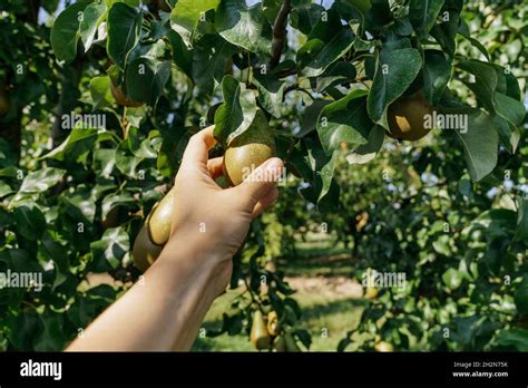 Woman Picking Pear From Tree At Orchard Stock Photo Alamy