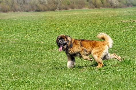 Leonberger wszystko co musisz wiedzieć o tej rasie Petsy