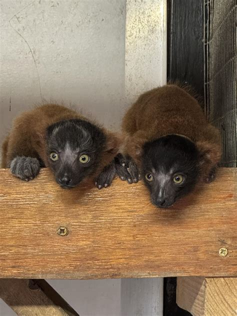 Frank Buck Zoological Society - We are now LIVE! To see auction items