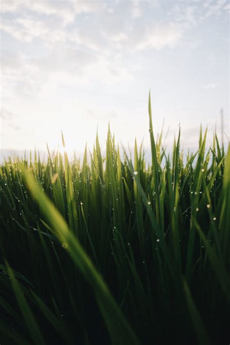 Green Grass Wallpaper - 24