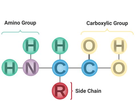 Amino Acids Overview Structure Expii