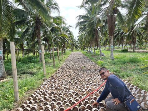 Bibit Kelapa Genjah Pandan Wangi Sumut F1 Bersertifikat