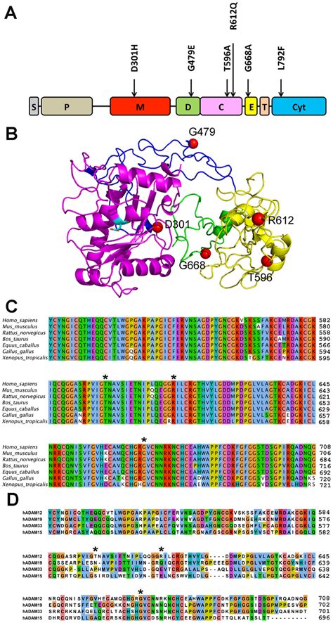 Breast Cancer Associated Mutations In Human Adam L A A Diagram Of