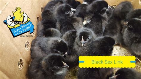 Black Sex Link Chickens Brown Egg Layers Cackle Hatchery