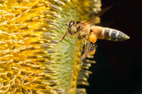 Abeja Que Recolecta El Néctar De Un Girasol Imagen de archivo Imagen