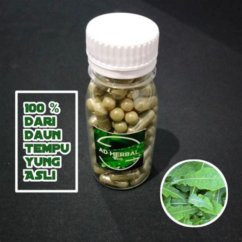 Jual Kapsul Daun Tempuyung Asli Alami Kapsul Shopee Indonesia