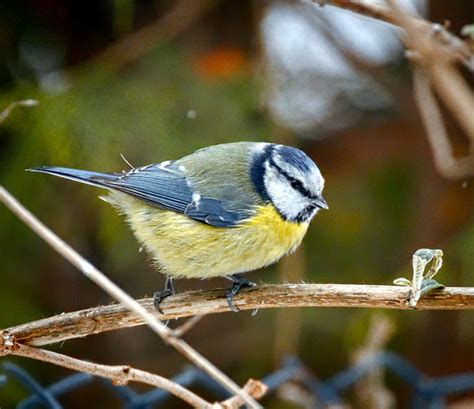 Blue Tit Blue Tit Cyanistes Caeruleus Perched On A Twig Flickr