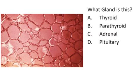 Histo Exam 3 Flashcards Quizlet