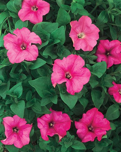 Supertunia® Giant Pink Petunia Hybrid Proven Winners