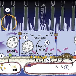 Bruch membrane (BrM) lipoprotein. (A) Lipoprotein particles isolated ...