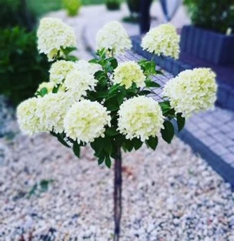 Hortensja Bukietowa Na Pniu Brak Na Magazynie Flora Park