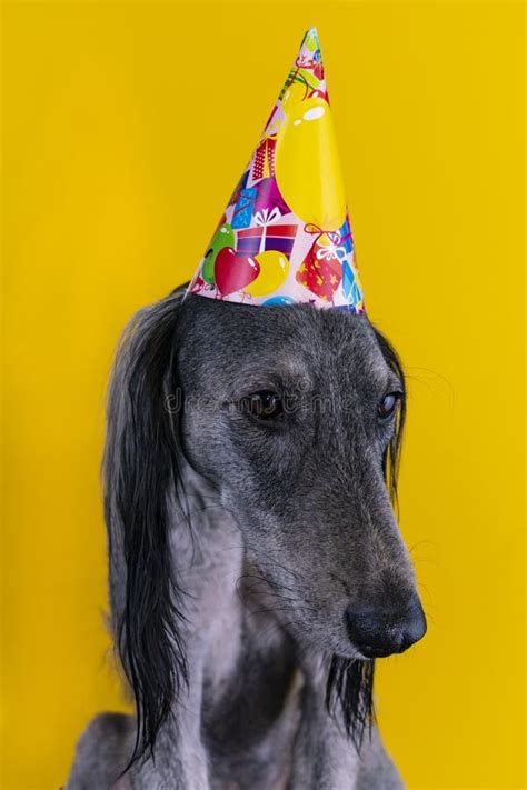 Perro Lindo Con Un Sombrero De La Fiesta De Cumplea Os En Aislado En Un