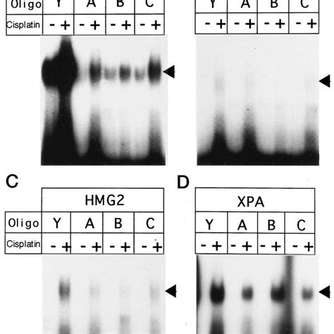 Characterization Of Gst Fusion Proteins A Western Blotting Of Gst