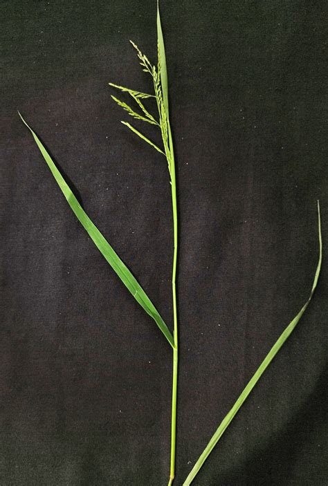 Urochloa Mutica Poaceae Image At Phytoimages Siu Edu