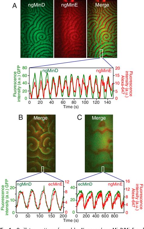 Figure 1 From Probing Transient Excited States Of The Bacterial Cell