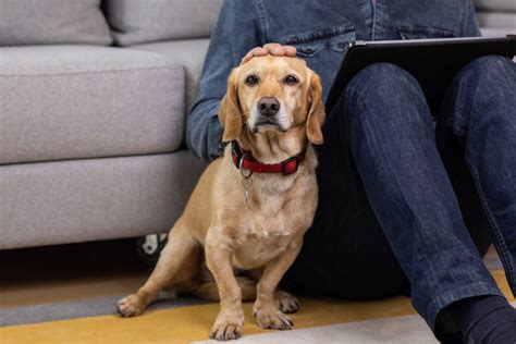 Les Compl Ments Alimentaires Bons Pour Votre Vieux Chien