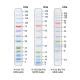 BLUltra Prestained Protein Ladder