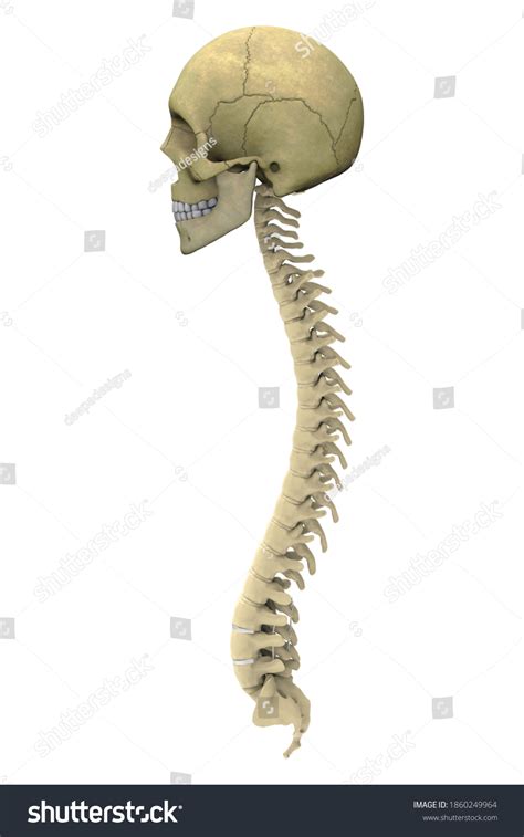 D Illustration Human Skull Spinal Cord Stock Illustration