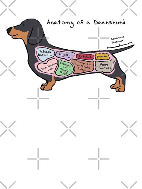 "Anatomy of a Dachshund" by MommySketchpad | Redbubble