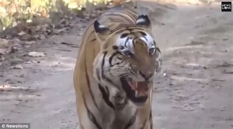 Tiger Attacks In India