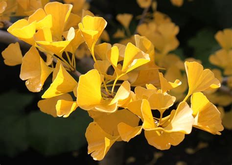 ️ Ginkgo Biloba O El Árbol De Las Pagodas Un Fósil Viviente Guía Completa 2023