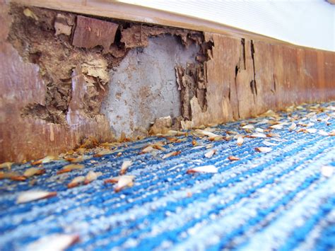 Signs of Termite Damage or Infestation | MA Restoration Inc.