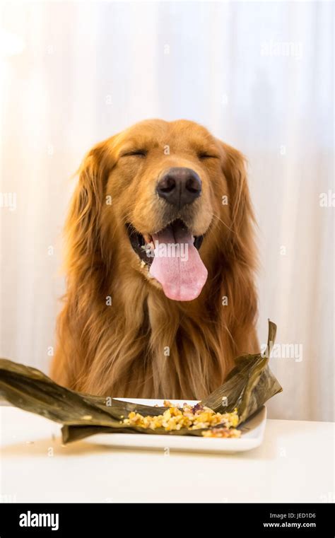 Golden Retriever Eating Food Stock Photo Alamy