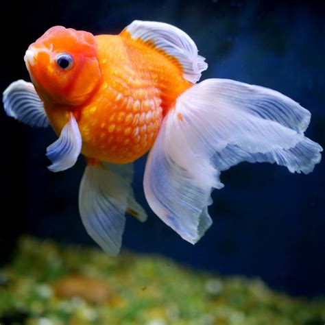 swim bladder disease goldfish Swim bladder disease in goldfish – 3 common causes and what can we ...