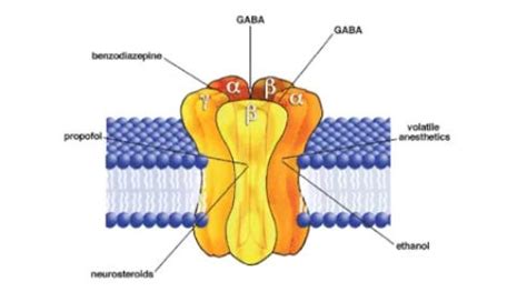 gaba  receptor subunits  scott alexander