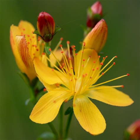 Hypericum Pulchrum Slender St John S Wort In Gardentags Plant Encyclopedia