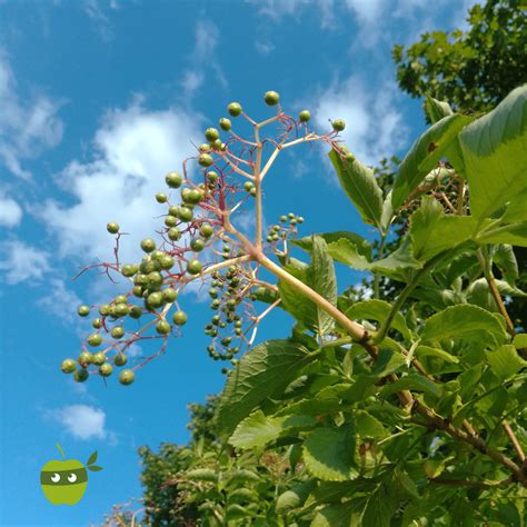 Regionale Kapern aus grünen Holunderbeeren mundraub org